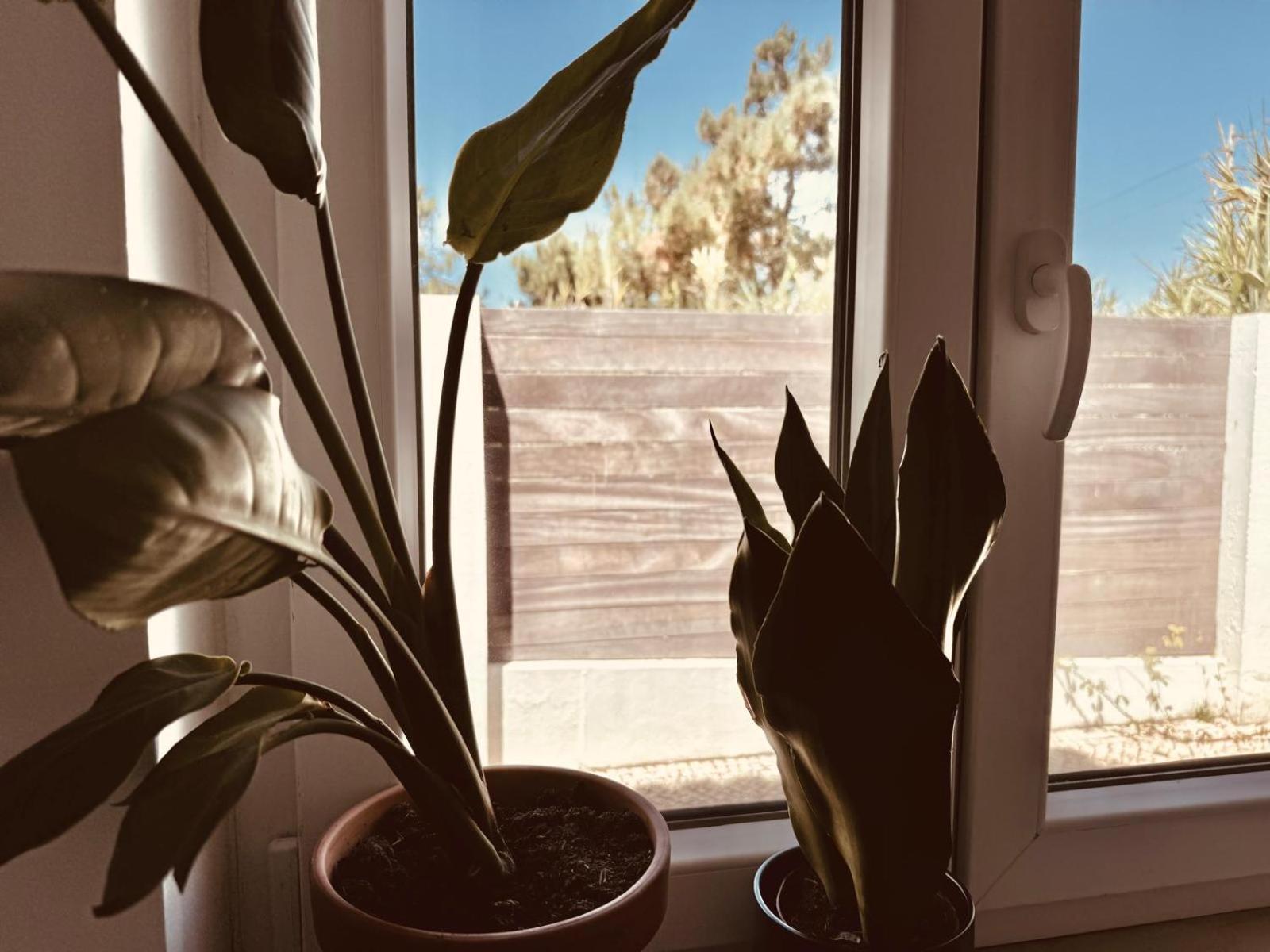 Saone Guesthouse & Coworking Ericeira Dış mekan fotoğraf